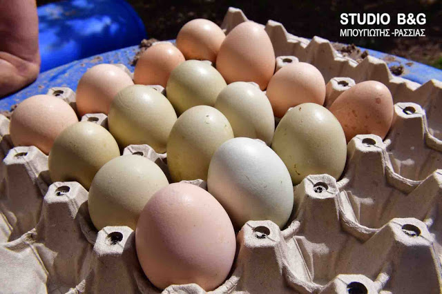 Απίστευτο: Πράσινα αυγά γεννούν κότες σε αγρόκτημα στο Ναύπλιο (φωτο+βίντεο) - Φωτογραφία 5