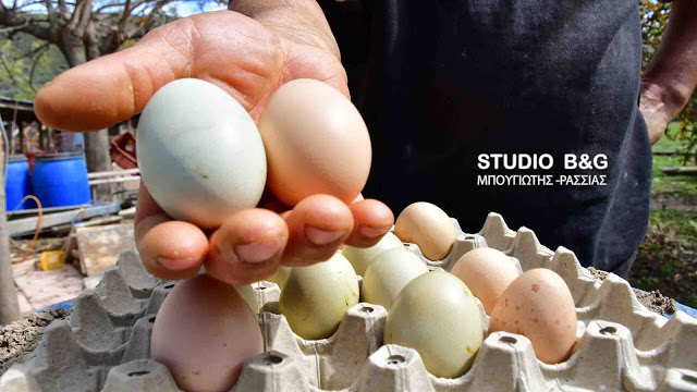 Απίστευτο: Πράσινα αυγά γεννούν κότες σε αγρόκτημα στο Ναύπλιο (φωτο+βίντεο) - Φωτογραφία 7