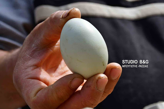 Απίστευτο: Πράσινα αυγά γεννούν κότες σε αγρόκτημα στο Ναύπλιο (φωτο+βίντεο) - Φωτογραφία 8