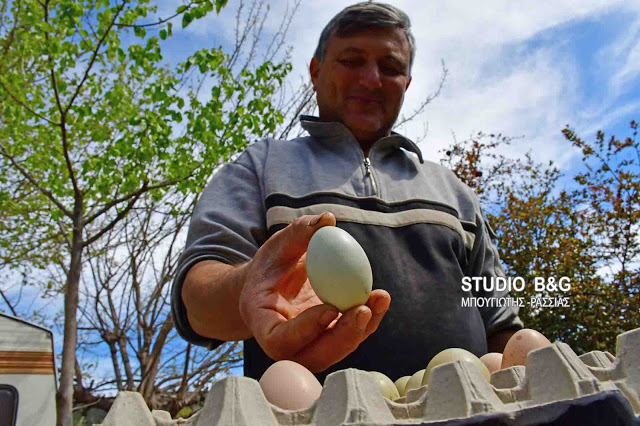 Απίστευτο: Πράσινα αυγά γεννούν κότες σε αγρόκτημα στο Ναύπλιο (φωτο+βίντεο) - Φωτογραφία 9