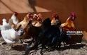 Απίστευτο: Πράσινα αυγά γεννούν κότες σε αγρόκτημα στο Ναύπλιο (φωτο+βίντεο) - Φωτογραφία 1