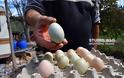 Απίστευτο: Πράσινα αυγά γεννούν κότες σε αγρόκτημα στο Ναύπλιο (φωτο+βίντεο) - Φωτογραφία 10