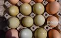 Απίστευτο: Πράσινα αυγά γεννούν κότες σε αγρόκτημα στο Ναύπλιο (φωτο+βίντεο) - Φωτογραφία 2