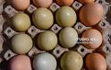 Απίστευτο: Πράσινα αυγά γεννούν κότες σε αγρόκτημα στο Ναύπλιο (φωτο+βίντεο) - Φωτογραφία 3