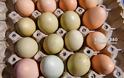Απίστευτο: Πράσινα αυγά γεννούν κότες σε αγρόκτημα στο Ναύπλιο (φωτο+βίντεο) - Φωτογραφία 4