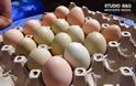 Απίστευτο: Πράσινα αυγά γεννούν κότες σε αγρόκτημα στο Ναύπλιο (φωτο+βίντεο) - Φωτογραφία 5