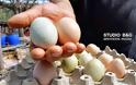 Απίστευτο: Πράσινα αυγά γεννούν κότες σε αγρόκτημα στο Ναύπλιο (φωτο+βίντεο) - Φωτογραφία 7