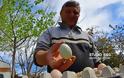 Απίστευτο: Πράσινα αυγά γεννούν κότες σε αγρόκτημα στο Ναύπλιο (φωτο+βίντεο) - Φωτογραφία 9