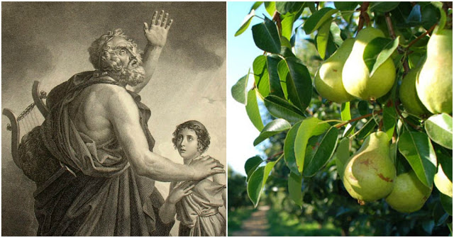 Ο Όμηρος ονόμαζε αυτό το φρούτο δώρο των θεών και μας προστατεύει από 6 ασθένειες. - Φωτογραφία 1