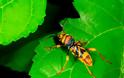 Κρήτη: Το κινέζικο έντομο απειλεί τις καλλιέργειες