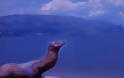 ΕΚΤΑΚΤΟ: Θαλάσσιο «Τέρας» εμφανίστηκε στη λίμνη Αμβρακία !!