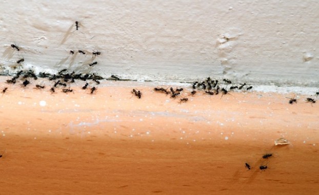 Το κόλπο για να εξαφανίσετε τα μυρμήγκια από το σπίτι - Φωτογραφία 1