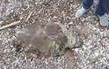 Θαλάσσια χελώνα βρέθηκε νεκρή στην πλαζ ΑΣΤΑΚΟΥ (ΦΩΤΟ)