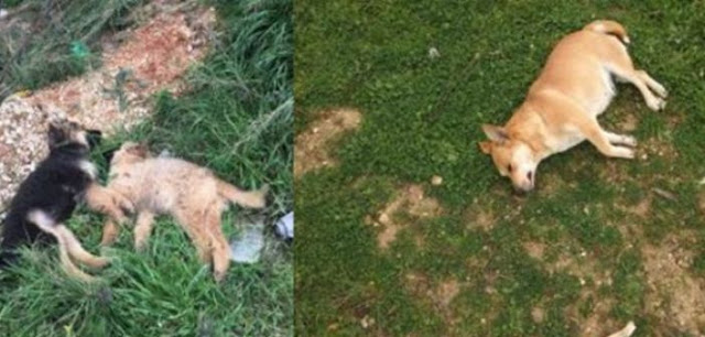 Νέες εικόνες – σοκ από θανατώσεις σκύλων στη Βόνιτσα! - Φωτογραφία 1