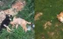 Νέες εικόνες – σοκ από θανατώσεις σκύλων στη Βόνιτσα!