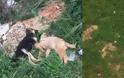 Νέες εικόνες – σοκ από θανατώσεις σκύλων στη Βόνιτσα! - Φωτογραφία 2