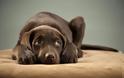ΠΡΟΣΟΧΗ: Ο Γολγοθάς των βεγγαλικών για τον σκύλο μας - Τι να κάνετε αν φοβάται ο τετράποδος φίλος σας - Φωτογραφία 1