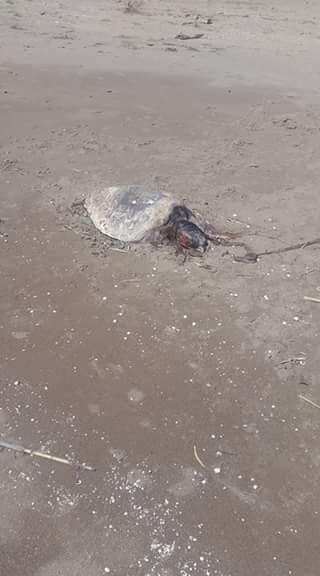 Θαλάσσια χελώνα εντοπίστηκε νεκρή, δεμένη με σχοινί στην πλαζ του Λούρου! (ΔΕΙΤΕ ΦΩΤΟ) - Φωτογραφία 2