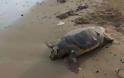 Θαλάσσια χελώνα εντοπίστηκε νεκρή, δεμένη με σχοινί στην πλαζ του Λούρου! (ΔΕΙΤΕ ΦΩΤΟ) - Φωτογραφία 1