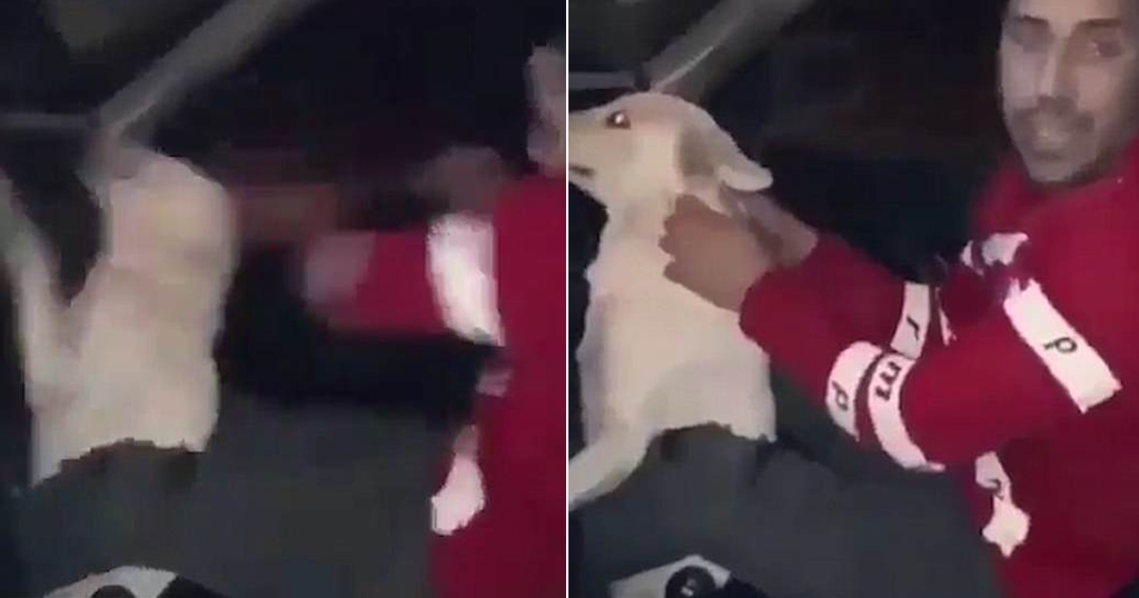 ΑΠΟΒΡΑΣΜΑ σου αξίζει το χειρότερο: Άντρας χτυπάει ανελέητα ανυπεράσπιστο σκυλάκι στο κεφάλι [video] - Φωτογραφία 1