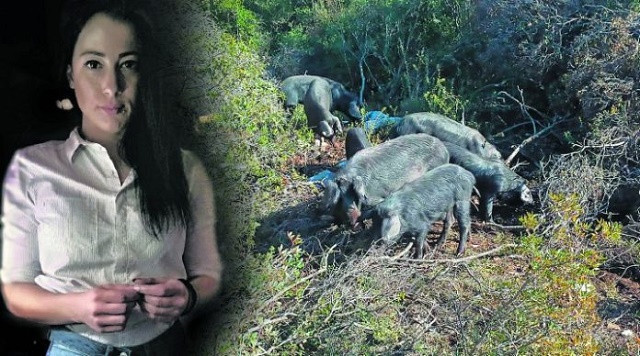 Η 27χρονη από το Αγρίνιο που εκτρέφει μαύρους χοίρους - Φωτογραφία 1
