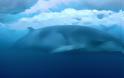 Σπάνια φάλαινα εντοπίστηκε να κολυμπά στην παγωμένη θάλασσα της Ανταρκτικής