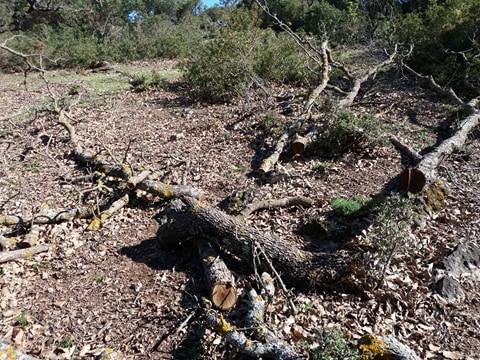 Συνεχίζουν να κόβουν βελανιδιές στο δρυοδάσος Φαγιά στην ΠΛΑΓΙΑ Βόνιτσας (ΦΩΤΟ) - Φωτογραφία 10