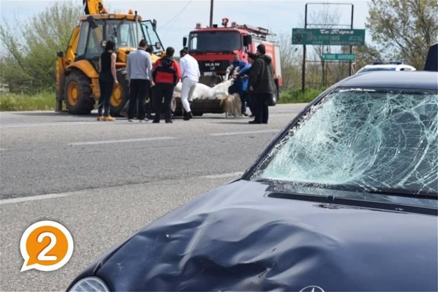 Δύο αυτοκίνητα συγκρούστηκαν με άλογο στην Εθνική Ξάνθης-Κομοτηνής (βίντεο) - Φωτογραφία 2