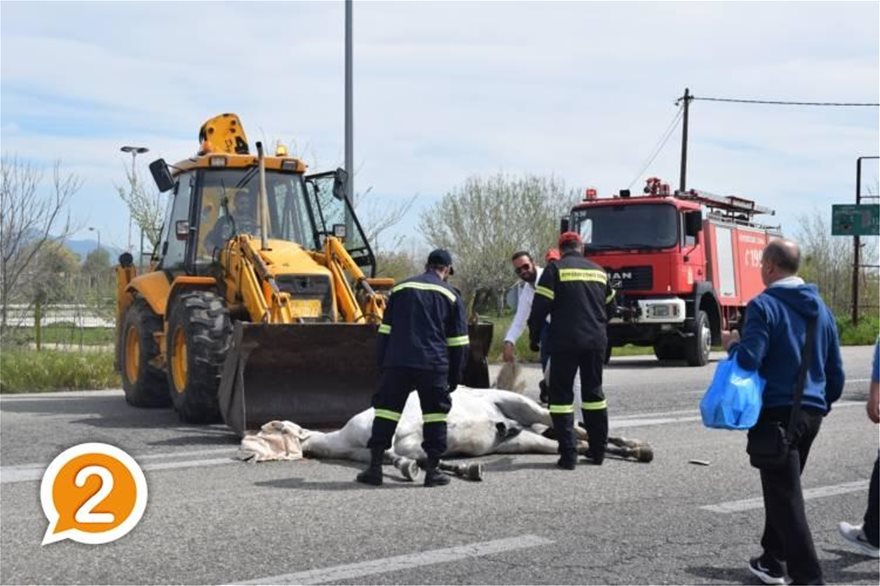 Δύο αυτοκίνητα συγκρούστηκαν με άλογο στην Εθνική Ξάνθης-Κομοτηνής (βίντεο) - Φωτογραφία 3