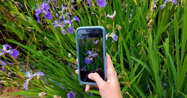Εκπληκτικό: Tο «Shazam» του φυσικού κόσμου: Εφαρμογή αναγνωρίζει λουλούδια, φυτά και ζώα - Φωτογραφία 3
