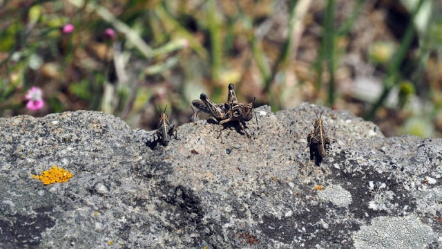 Σμήνη από ακρίδες απειλούν τις καλλιέργειες της δυτικής Λέσβου - Φωτογραφία 1