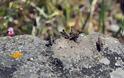 Σμήνη από ακρίδες απειλούν τις καλλιέργειες της δυτικής Λέσβου