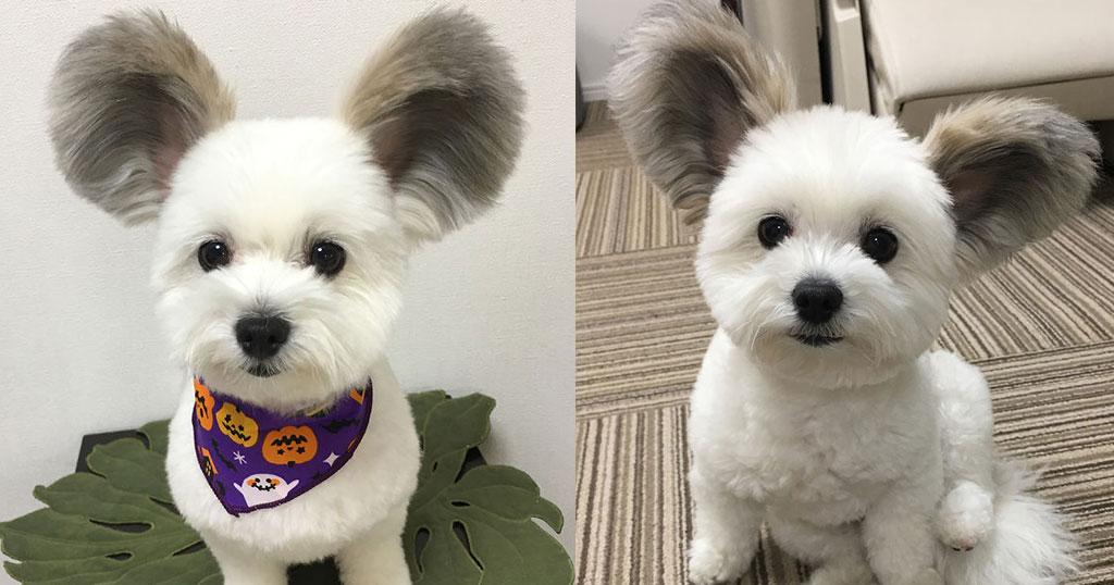Σκύλος με αυτιά που μοιάζουν με του Μίκυ Μάους έχει ξετρελάνει το διαδίκτυο - Φωτογραφία 1