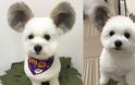 Σκύλος με αυτιά που μοιάζουν με του Μίκυ Μάους έχει ξετρελάνει το διαδίκτυο - Φωτογραφία 1