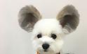 Σκύλος με αυτιά που μοιάζουν με του Μίκυ Μάους έχει ξετρελάνει το διαδίκτυο - Φωτογραφία 2