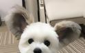 Σκύλος με αυτιά που μοιάζουν με του Μίκυ Μάους έχει ξετρελάνει το διαδίκτυο - Φωτογραφία 3