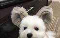 Σκύλος με αυτιά που μοιάζουν με του Μίκυ Μάους έχει ξετρελάνει το διαδίκτυο - Φωτογραφία 4
