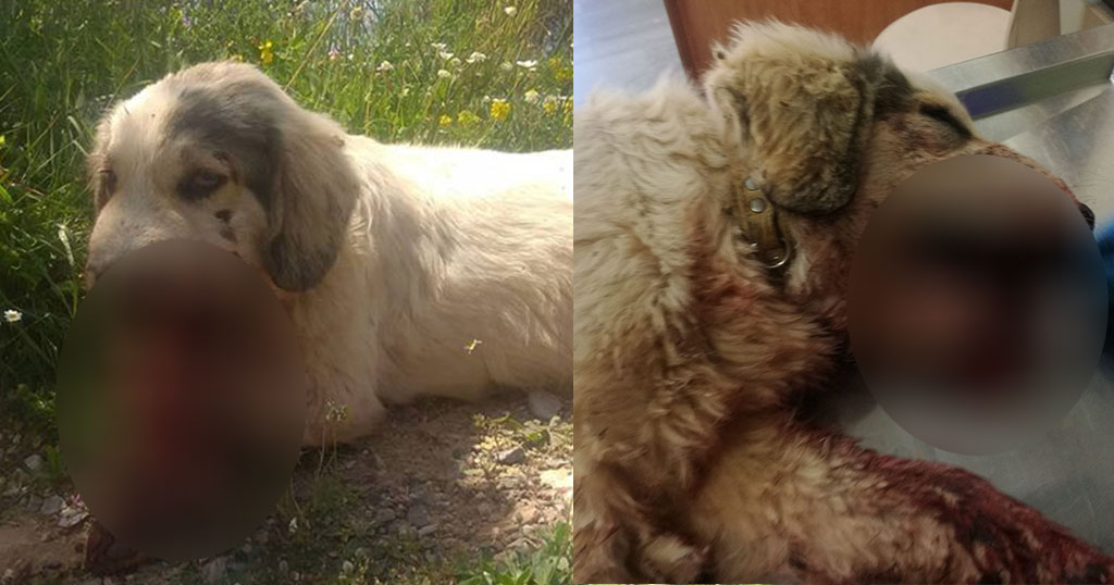 ΡΕΜΑΛΙΑ κακό χρόνο να έχετε: Νεκρός σκύλος από κροτίδες που του έβαλαν στο στόμα - Φωτογραφία 1