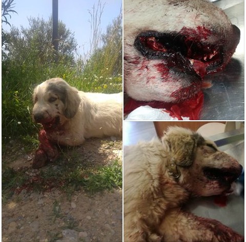 ΡΕΜΑΛΙΑ κακό χρόνο να έχετε: Νεκρός σκύλος από κροτίδες που του έβαλαν στο στόμα - Φωτογραφία 2