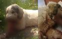 ΡΕΜΑΛΙΑ κακό χρόνο να έχετε: Νεκρός σκύλος από κροτίδες που του έβαλαν στο στόμα