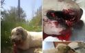 ΡΕΜΑΛΙΑ κακό χρόνο να έχετε: Νεκρός σκύλος από κροτίδες που του έβαλαν στο στόμα - Φωτογραφία 2