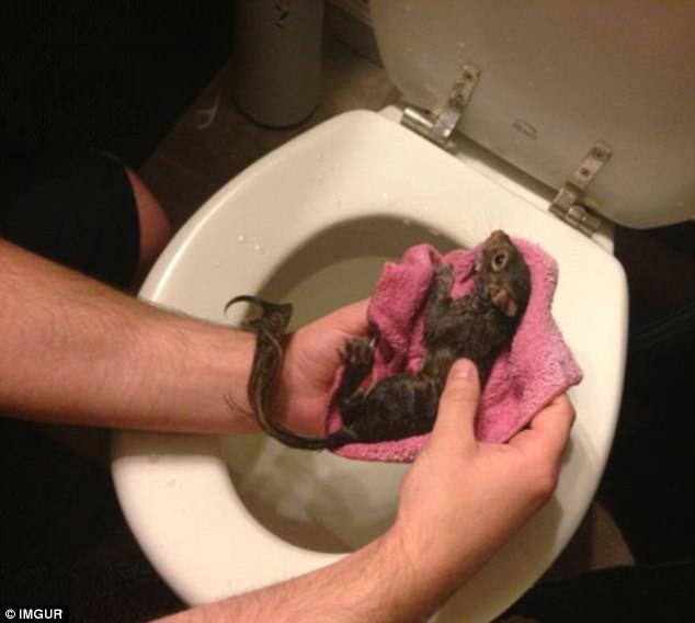 Δεν παίζει αυτά να συμβαίνουν: Σοκαριστικές φωτογραφίες δείχνουν τα τρομακτικά ευρήματα ανθρώπων στις τουαλέτε - Φωτογραφία 4