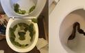 Δεν παίζει αυτά να συμβαίνουν: Σοκαριστικές φωτογραφίες δείχνουν τα τρομακτικά ευρήματα ανθρώπων στις τουαλέτε