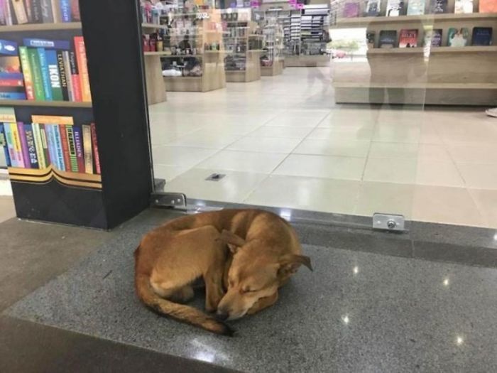 Αδέσποτος σκύλος προκαλεί συγκίνηση με το βιβλίο που έκλεψε και αλλάζει τη ζωή του - Φωτογραφία 1