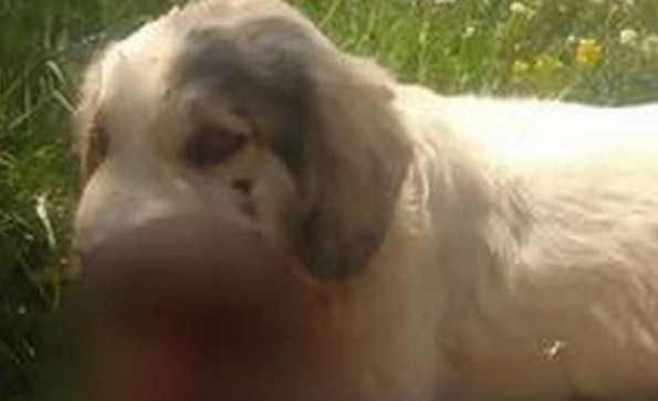 Φρίκη στην Καλαμάτα: Σκότωσαν σκύλο με κροτίδες που του έβαλαν στο στόμα [photo] - Φωτογραφία 1