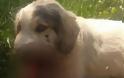 Φρίκη στην Καλαμάτα: Σκότωσαν σκύλο με κροτίδες που του έβαλαν στο στόμα [photo]