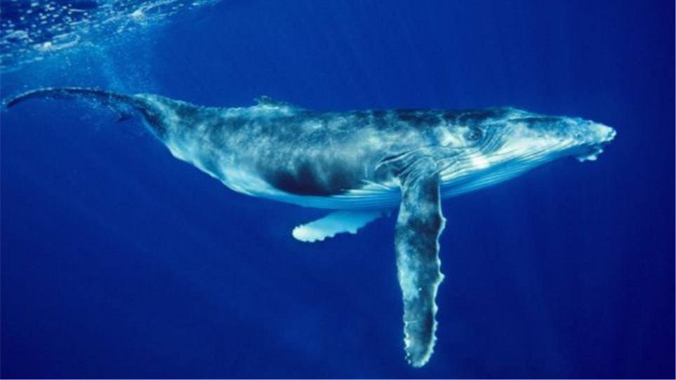 Γιατί οι φάλαινες τραγουδούν περισσότερο τις παγωμένες νύχτες του Ιανουαρίου; - Φωτογραφία 1