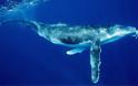 Γιατί οι φάλαινες τραγουδούν περισσότερο τις παγωμένες νύχτες του Ιανουαρίου;