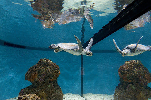 Εντυπωσιακό! Θαλάσσιες χελώνες που ξέρουν από … πολεμικές τέχνες! - Φωτογραφία 1