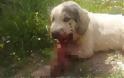 fake news... o τραυματισμός σκύλου από κροτίδα στο στόμα του